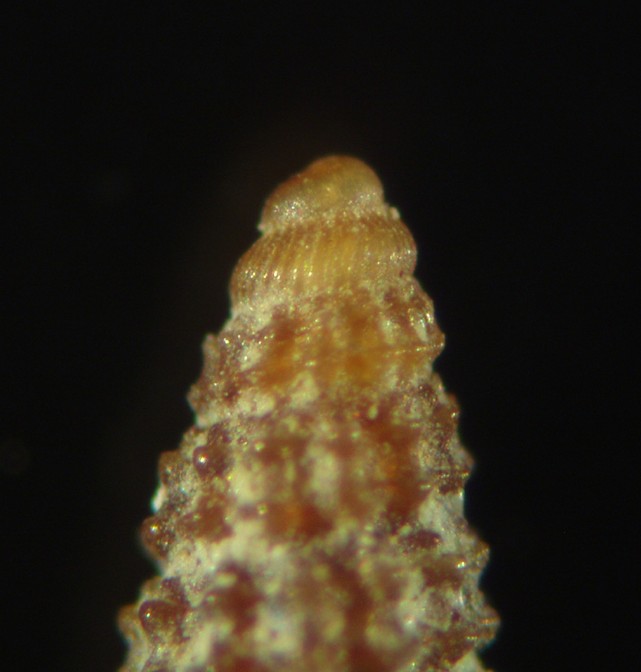 Dubbio su Cerithiopsis